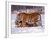 Siberian Tigers-Lynn M^ Stone-Framed Photographic Print