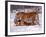 Siberian Tigers-Lynn M^ Stone-Framed Photographic Print