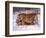 Siberian Tigers-Lynn M^ Stone-Framed Photographic Print