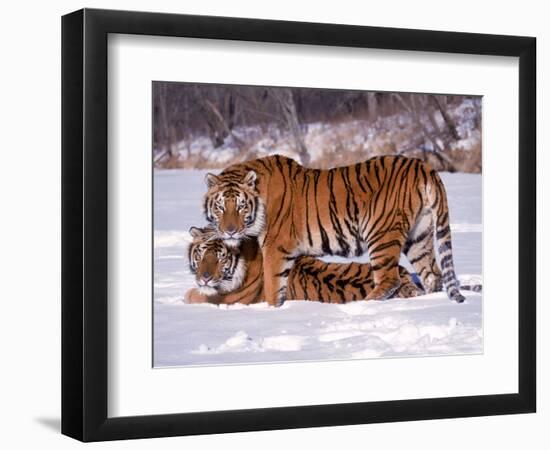 Siberian Tigers-Lynn M^ Stone-Framed Photographic Print