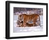 Siberian Tigers-Lynn M^ Stone-Framed Photographic Print