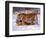 Siberian Tigers-Lynn M^ Stone-Framed Photographic Print