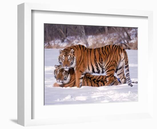 Siberian Tigers-Lynn M^ Stone-Framed Photographic Print