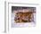 Siberian Tigers-Lynn M^ Stone-Framed Photographic Print