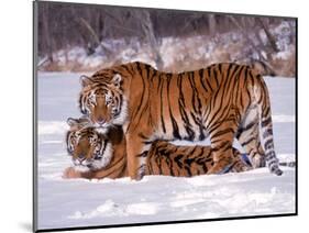 Siberian Tigers-Lynn M^ Stone-Mounted Photographic Print