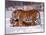 Siberian Tigers-Lynn M^ Stone-Mounted Photographic Print