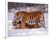 Siberian Tigers-Lynn M^ Stone-Framed Photographic Print