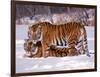 Siberian Tigers-Lynn M^ Stone-Framed Photographic Print