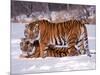 Siberian Tigers-Lynn M^ Stone-Mounted Photographic Print