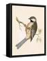 Siberian Tit,  from 'A History of the Birds of Europe Not Observed in the British Isles'-English-Framed Stretched Canvas