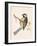 Siberian Tit,  from 'A History of the Birds of Europe Not Observed in the British Isles'-English-Framed Giclee Print