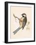 Siberian Tit,  from 'A History of the Birds of Europe Not Observed in the British Isles'-English-Framed Giclee Print