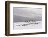 Siberian tundra reindeer, Putoransky State Nature Reserve, Putorana Plateau, Siberia, Russia-Sergey Gorshkov-Framed Premium Photographic Print