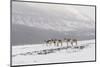 Siberian tundra reindeer, Putoransky State Nature Reserve, Putorana Plateau, Siberia, Russia-Sergey Gorshkov-Mounted Premium Photographic Print