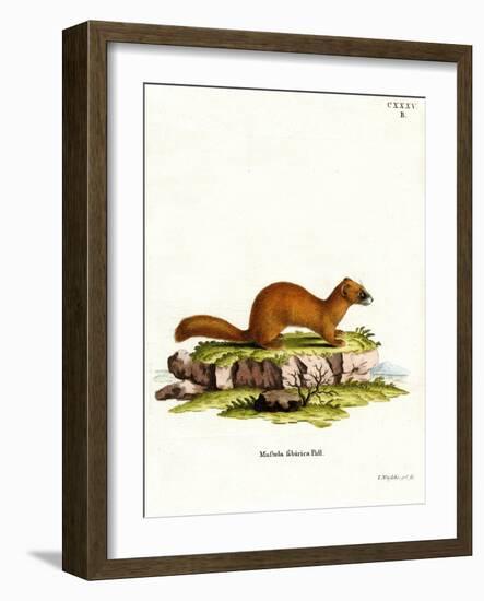 Siberian Weasel-null-Framed Giclee Print