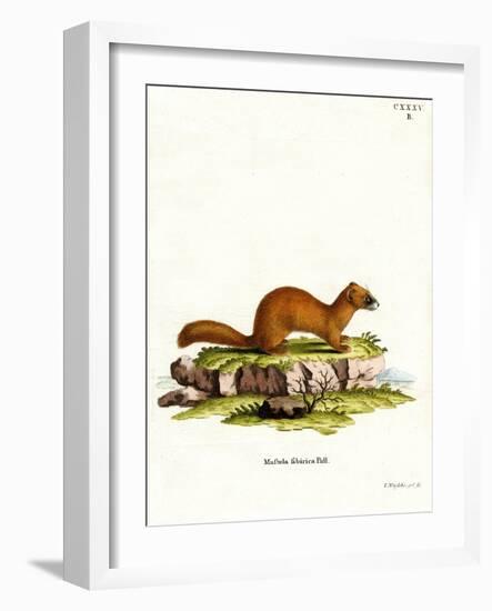 Siberian Weasel-null-Framed Giclee Print