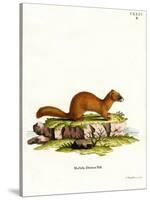 Siberian Weasel-null-Stretched Canvas