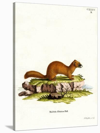 Siberian Weasel-null-Stretched Canvas