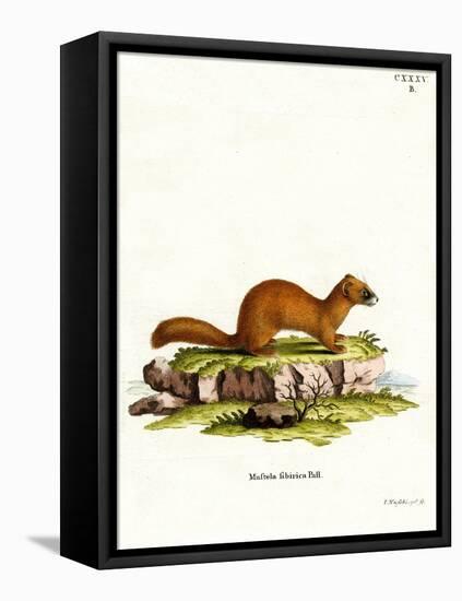 Siberian Weasel-null-Framed Stretched Canvas