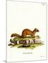 Siberian Weasel-null-Mounted Giclee Print