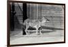 Siberian Wild Dog or Dhole at London Zoo, October 1916-Frederick William Bond-Framed Photographic Print