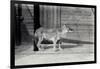 Siberian Wild Dog or Dhole at London Zoo, October 1916-Frederick William Bond-Framed Photographic Print