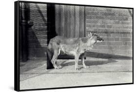 Siberian Wild Dog or Dhole at London Zoo, October 1916-Frederick William Bond-Framed Stretched Canvas