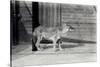 Siberian Wild Dog or Dhole at London Zoo, October 1916-Frederick William Bond-Stretched Canvas