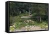 Sibley Park Gardens and Trails-jrferrermn-Framed Stretched Canvas