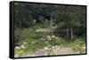 Sibley Park Gardens and Trails-jrferrermn-Framed Stretched Canvas