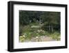 Sibley Park Gardens and Trails-jrferrermn-Framed Photographic Print