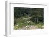 Sibley Park Gardens and Trails-jrferrermn-Framed Photographic Print