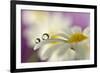 Siblings Drops-Heidi Westum-Framed Photographic Print