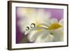 Siblings Drops-Heidi Westum-Framed Photographic Print