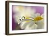 Siblings Drops-Heidi Westum-Framed Photographic Print