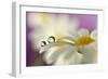 Siblings Drops-Heidi Westum-Framed Photographic Print