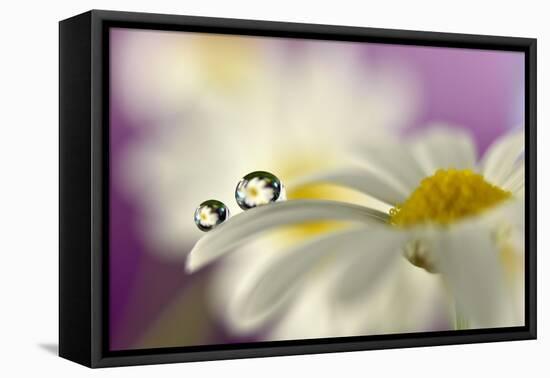 Siblings Drops-Heidi Westum-Framed Stretched Canvas