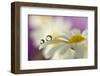 Siblings Drops-Heidi Westum-Framed Photographic Print