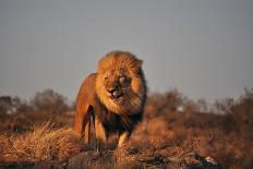 Lion-sichri-Photographic Print