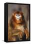 Sichuan Golden Monkey-DLILLC-Framed Stretched Canvas