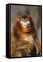 Sichuan Golden Monkey-DLILLC-Framed Stretched Canvas