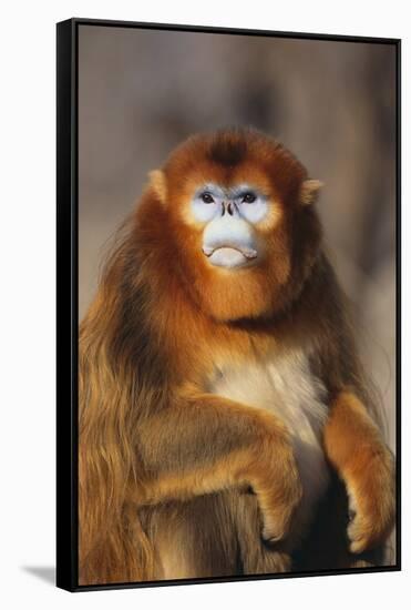 Sichuan Golden Monkey-DLILLC-Framed Stretched Canvas