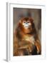 Sichuan Golden Monkey-DLILLC-Framed Photographic Print