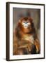 Sichuan Golden Monkey-DLILLC-Framed Photographic Print