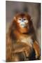 Sichuan Golden Monkey-DLILLC-Mounted Photographic Print