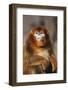 Sichuan Golden Monkey-DLILLC-Framed Photographic Print
