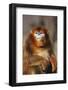 Sichuan Golden Monkey-DLILLC-Framed Photographic Print