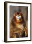 Sichuan Golden Monkey-DLILLC-Framed Photographic Print