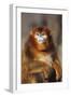 Sichuan Golden Monkey-DLILLC-Framed Photographic Print