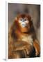 Sichuan Golden Monkey-DLILLC-Framed Photographic Print